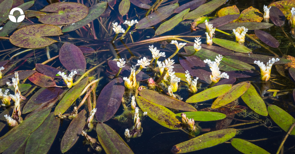 waterblommetjies3.png