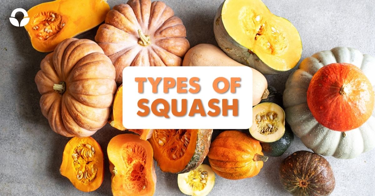 Types of Squash Meet The Gourd Family Food Lover's Market